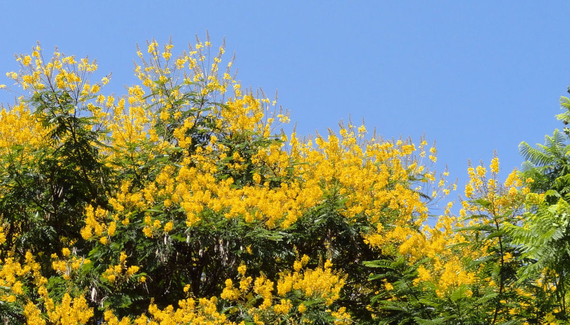 Plantarse. Plantadas